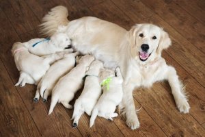 Hoe je een hond kunt helpen bij de bevalling