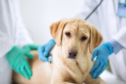 pup voor controle bij de dierenarts