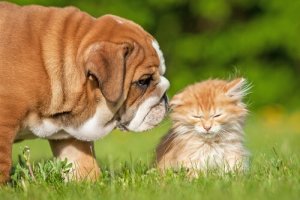 Vreemd gedrag: 7 rare dingen die honden en katten doen