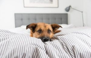 Waarom wil mijn hond niet in zijn mand slapen?