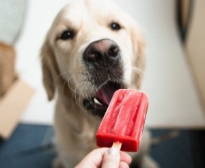 Ijslolly's voor honden maken, hoe doe je dat?