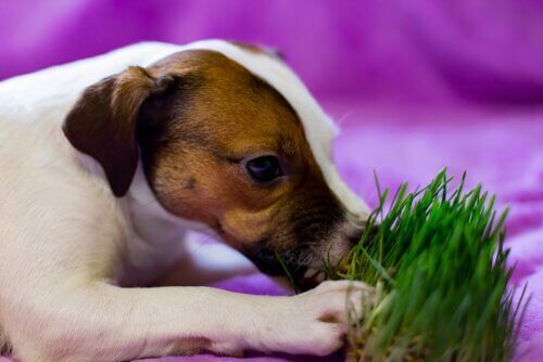 Jack Russell eet gras....