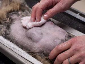 De meestvoorkomende vormen van kanker bij katten