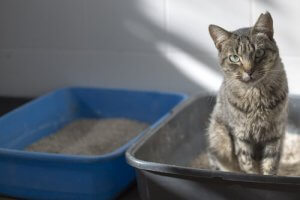 Tips om de geur van de kattenbak onder controle te houden