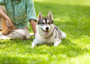 De leider van de roedel: hoe je weet of jij het bent?