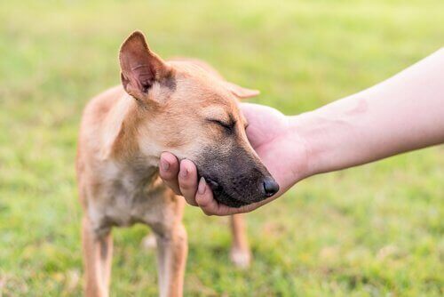 Een hond met zijn kop in de hand van een man