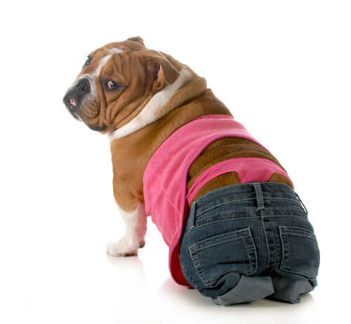 loopse hond met een broek aan
