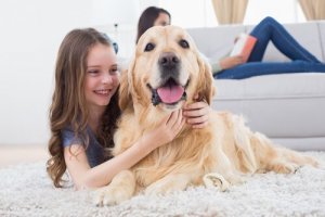 Hoe honden de weg terug naar huis vinden