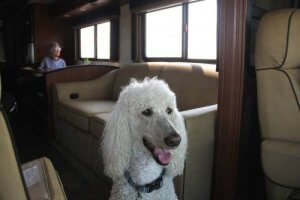 Deze vrouw van 90 reist Amerika door met haar hond