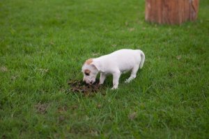 Behandeling voor coprofagie bij honden