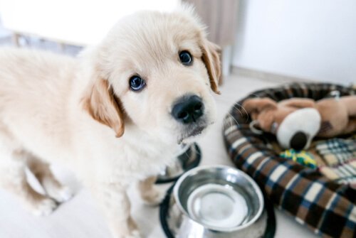 Een golden retriever puppy met zijn schaaltje.