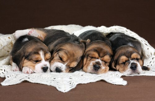 Een rijtje puppy's