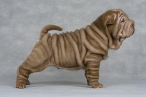 Waarom shar-pei honden zo gerimpeld zijn