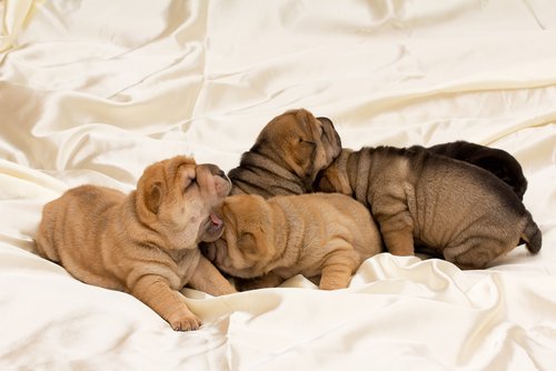Shar-pei hondjes op een laken