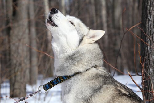 Siberisch husky huilt in de sneeuw