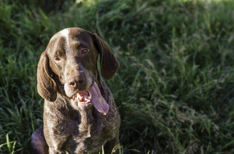Spaanse pointer