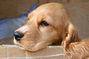 Waarom krijgt mijn hond een bloedneus?