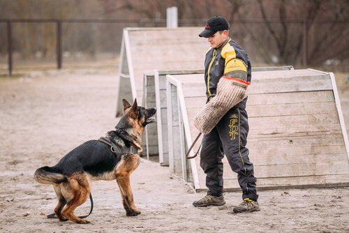 man is een Duitse herder aan het trainen
