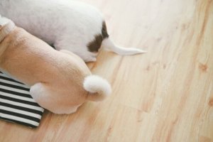 Hoe een hond met zijn staart communiceert