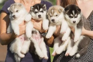 Hoeveel puppy's zal mijn hond krijgen?