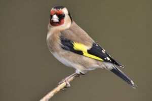 De soorten vogels die het meeste zingen