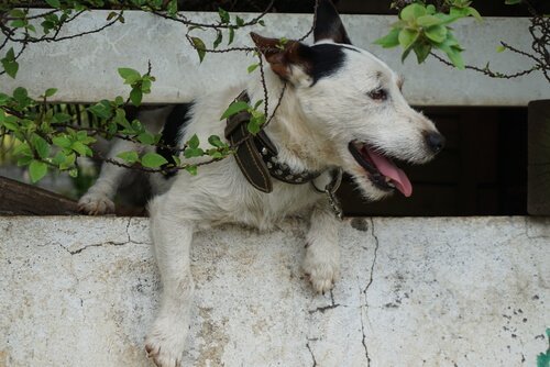 Hond die van huis is weggelopen