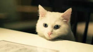 Beste huisdier en hondenrassen voor het leven in een flat