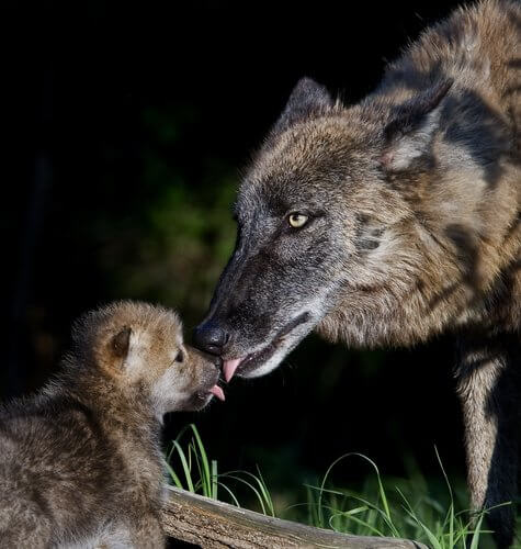 Iberische wolven en welpen die elkaars gezichten likken