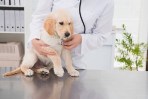 Het kiezen van de juiste dierenarts voor je huisdier