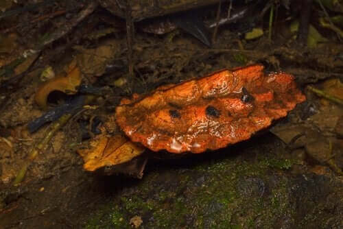 Een franjeschildpad in het wild