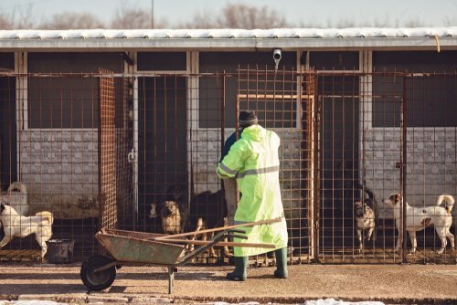 vrijwilliger maakt dierenverblijf schoon