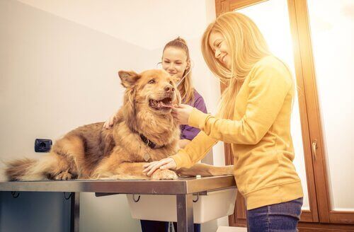 Een vrouw die een hond naar de dierenarts brengt