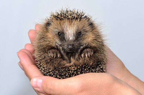 Egel gerold in een bal in een hand