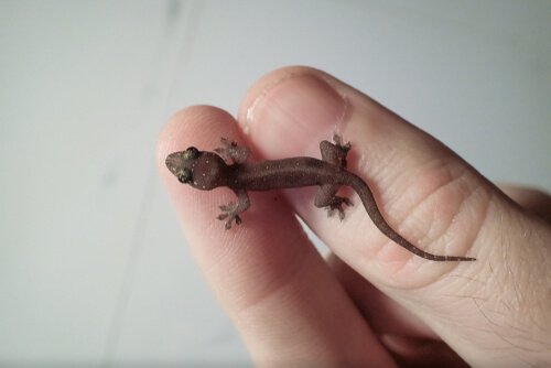 kleine bruine gekko