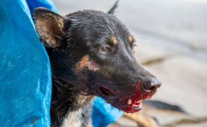 Wat te doen als je hond bloed ophoest?