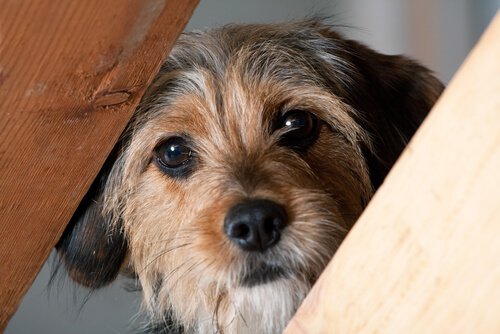 Hond met een rechtvaardigheidsgevoel die zich verbergt voor het probleem