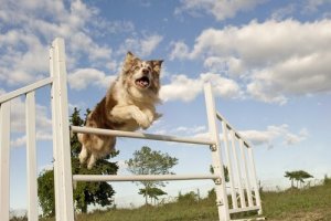 5 leuke hondensporten voor jou en je hond