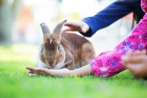 Welke dieren hebben de kortste levensduur?