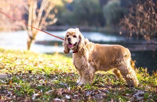 Cocker spaniel aan de leiband in een veld naast een vijver