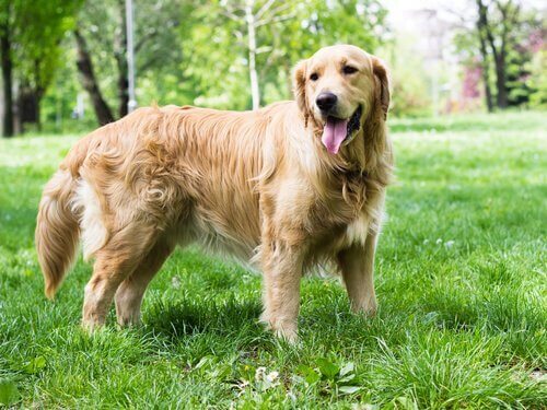 Golden retriever staand in het gras