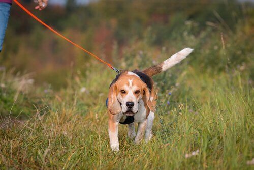 Beagle speelt mantrailing