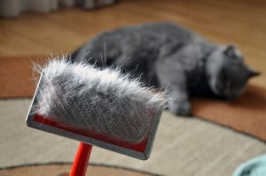 De gevaren van extreme verharing bij katten