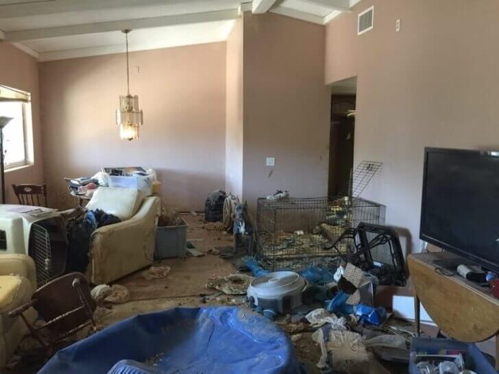 Het huis waaruit de pitbulls gered zijn