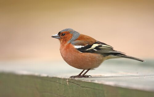close-up van een vink