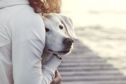 Vrouw die een hond omhelst