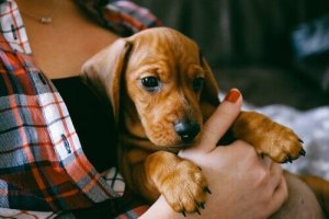 Basistraining voor je puppy: waar moet je aan denken?