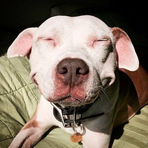 De lachende pitbull Brinks