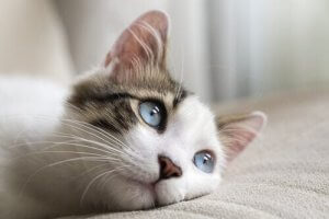 Aids bij katten: alles dat je moet weten