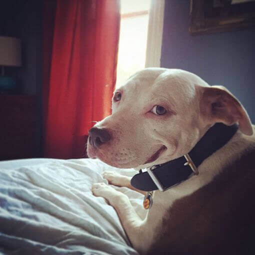 Een lachende pitbull