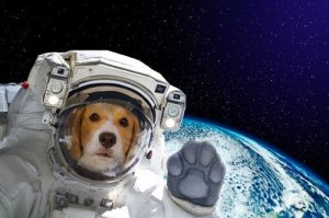 Historische rollen die dieren hebben vervuld